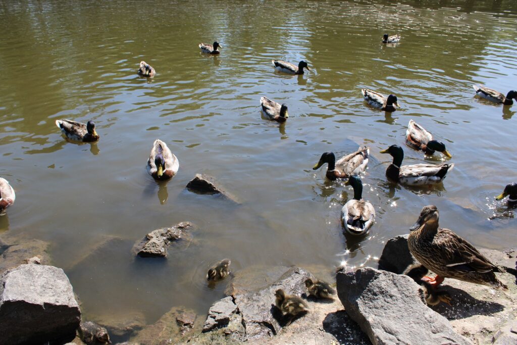 Poděbrady - Labe